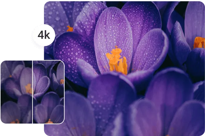 Enhance the quality of a low-resolution purple flower image